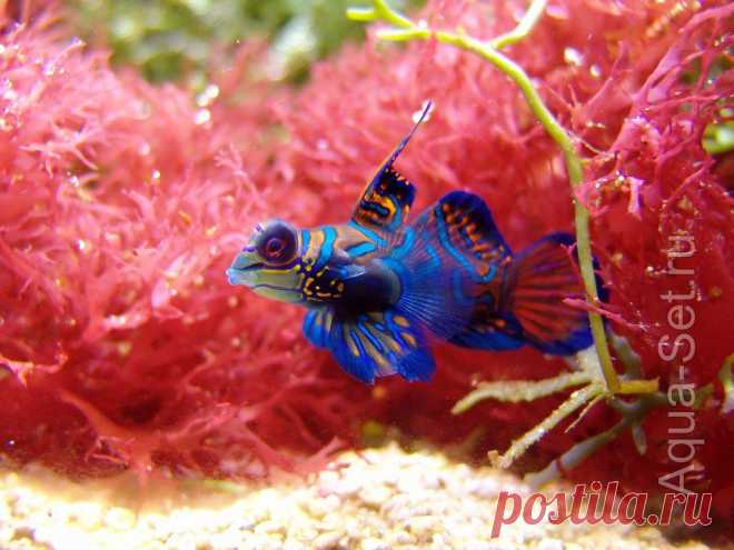 Рыбка мандаринка - Synchiropus splendidus