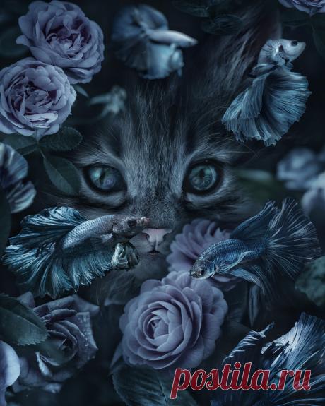 кот