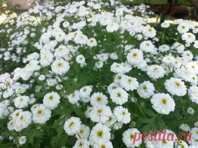 Петунии и рядом не стояли. Этот цветок из СССР цветет все лето на зависть соседям, а отцветает последним в саду. Представляет собой изысканный куст, полностью усыпанный небольшими белыми цветочками-ромашками.