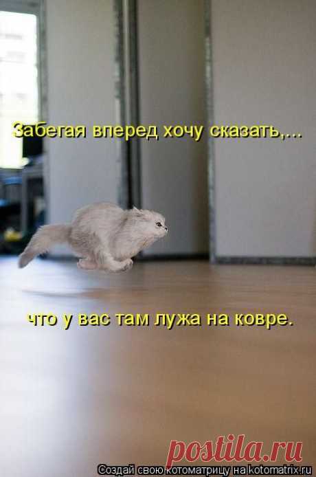Лучшие котоматрицы за неделю / Питомцы