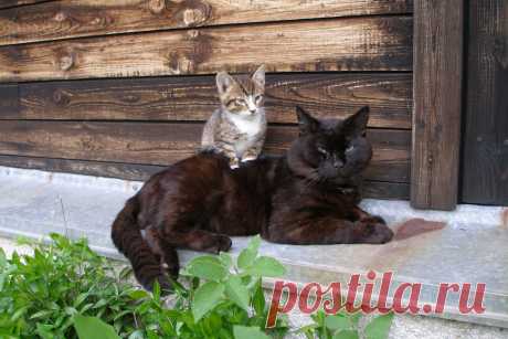 Папа с сыном.