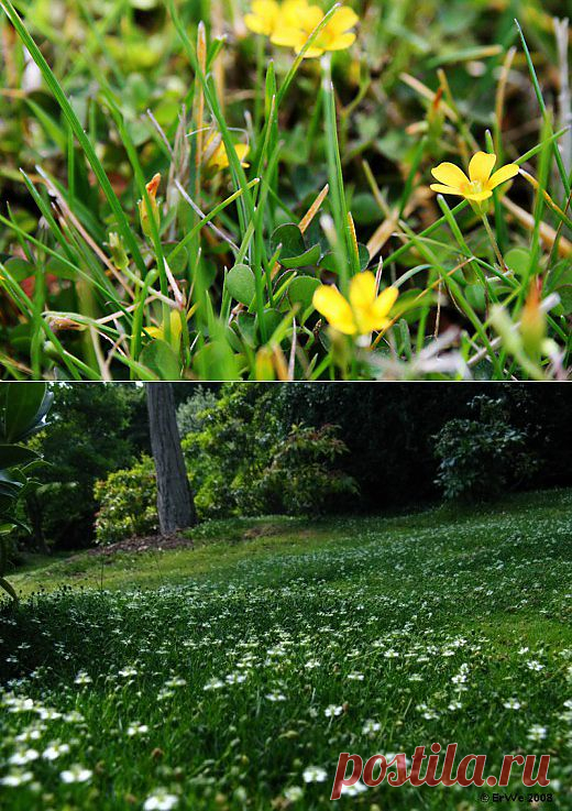 Газон. Уход, выращивание. Сорняки. Методы борьбы.