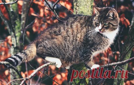 Обои кошка, кот, дерево, на дереве, котэ, котейка картинки на рабочий стол, раздел кошки - скачать