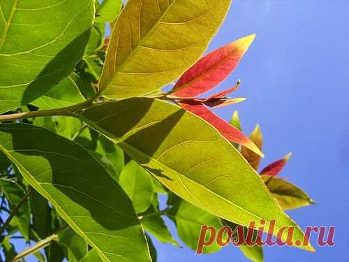 Для нехороших ран травяная примочка | Друг пенсионера
Мой муж работает строителем. По­стоянно находится в разъездах, по­тому что их бригада работает возле Москвы. Мы без папы, конечно, ску­чаем, ведь не видим его больше ме­сяца.