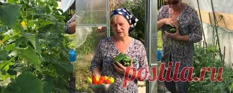 СЕНТЯБРЬ. Садово-огородные работы и заботы. | Просто Марина | Дзен