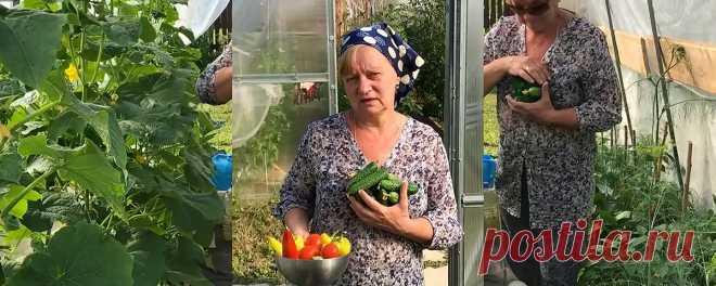 СЕНТЯБРЬ. Садово-огородные работы и заботы. | Просто Марина | Дзен