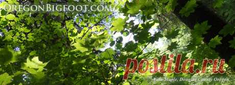 Bigfoot pictures, bigfoot sounds, bigfoot photos, bigfoot video, bigfoot sightings