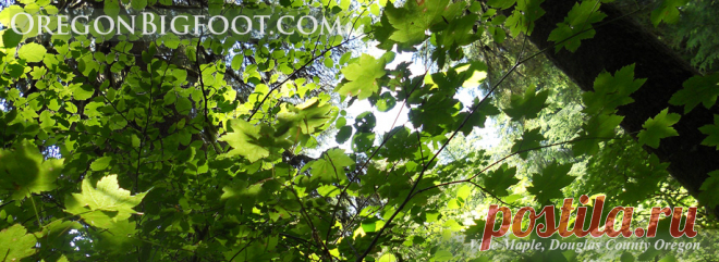 Bigfoot pictures, bigfoot sounds, bigfoot photos, bigfoot video, bigfoot sightings