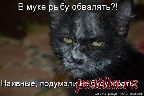 Позитив зверский. Кошатина любимая, с надписями для хорошего настроения