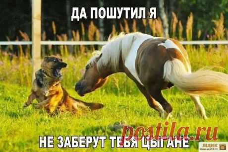 Демотиваторы: животные для... / Посты: Приколы