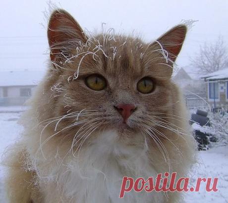 Группа: • Мир СОБАК и КОШЕК