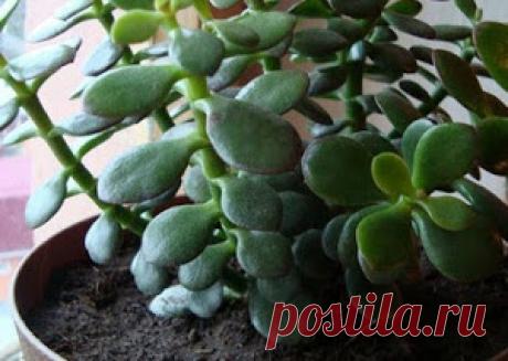 Скорее всего, у тебя в доме растет это целебное растение. Научись его использовать правильно! - МирТесен