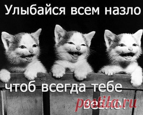 Без слов.