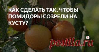 КАК СДЕЛАТЬ ТАК, ЧТОБЫ ПОМИДОРЫ СОЗРЕЛИ НА КУСТУ? Как добиться того, чтобы помидоры созрели на кусту? Почему помидоры не становятся красными на кусту? Сейчас разберемся с этими вопросами.
