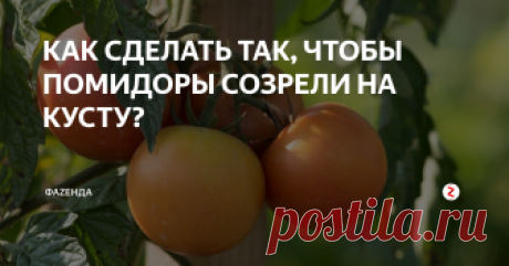 КАК СДЕЛАТЬ ТАК, ЧТОБЫ ПОМИДОРЫ СОЗРЕЛИ НА КУСТУ? Как добиться того, чтобы помидоры созрели на кусту? Почему помидоры не становятся красными на кусту? Сейчас разберемся с этими вопросами.
