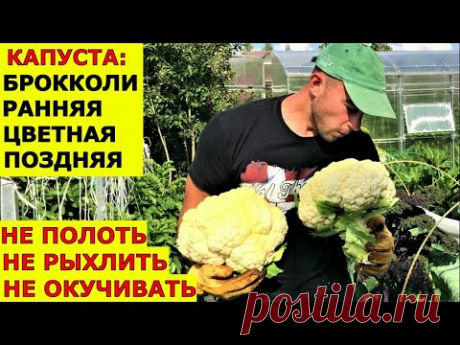 Вырастить капусту без проблем Брокколи цветная, ранняя, поздняя капуста