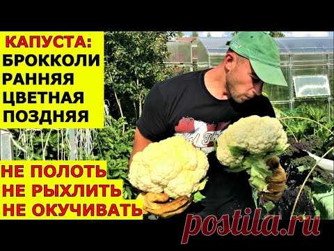 Вырастить капусту без проблем Брокколи цветная, ранняя, поздняя капуста