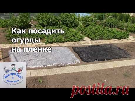 Как посадить огурцы на плёнке.