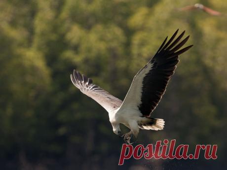 White Bellied Sea Eagle by SIJANTO NATURE / 500px