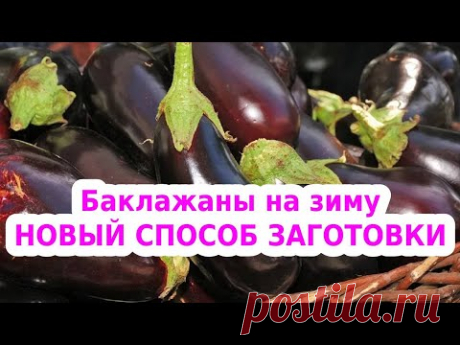 Баклажаны на зиму. Вяленые баклажаны. Обзор дегидратора Oberhof Fruchttrockner В-53