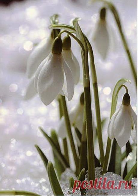 С первым днем весны!