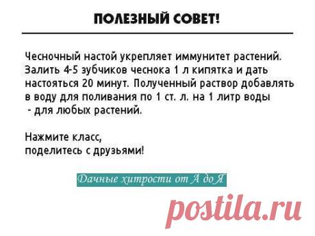 иммунитет растений и чеснок