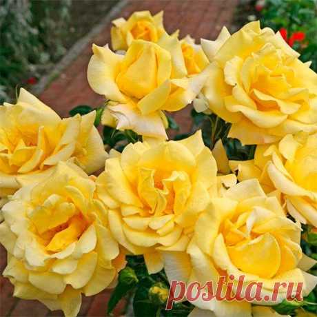 Троянда Berolina (Бероліна)🌹 - купити саджанці в Україні (Київ, Одеса, Харьків) недорого| FLORIUM.UA🌹