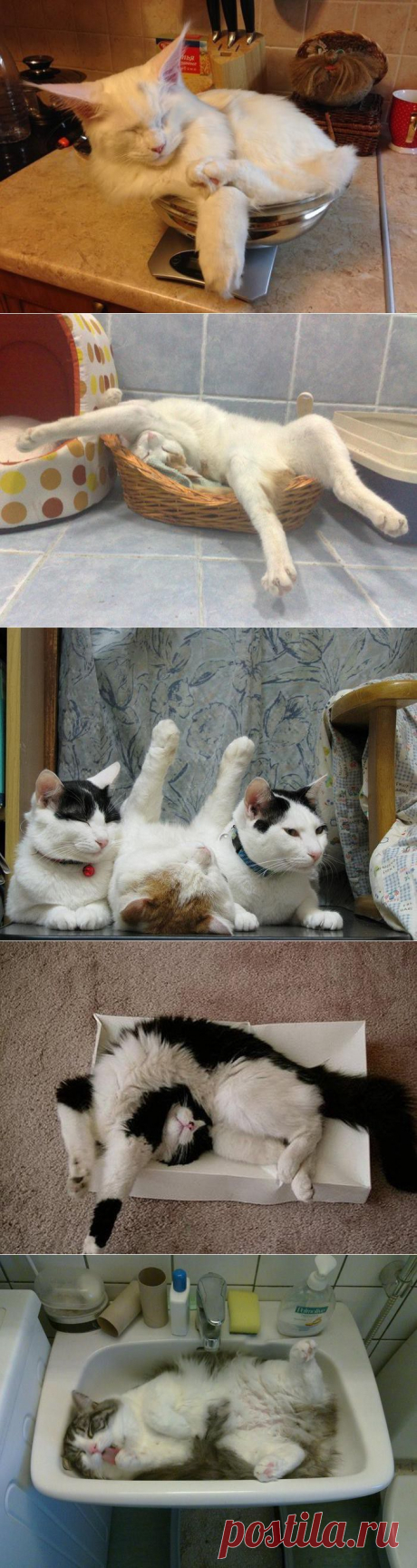 Спящие котейки