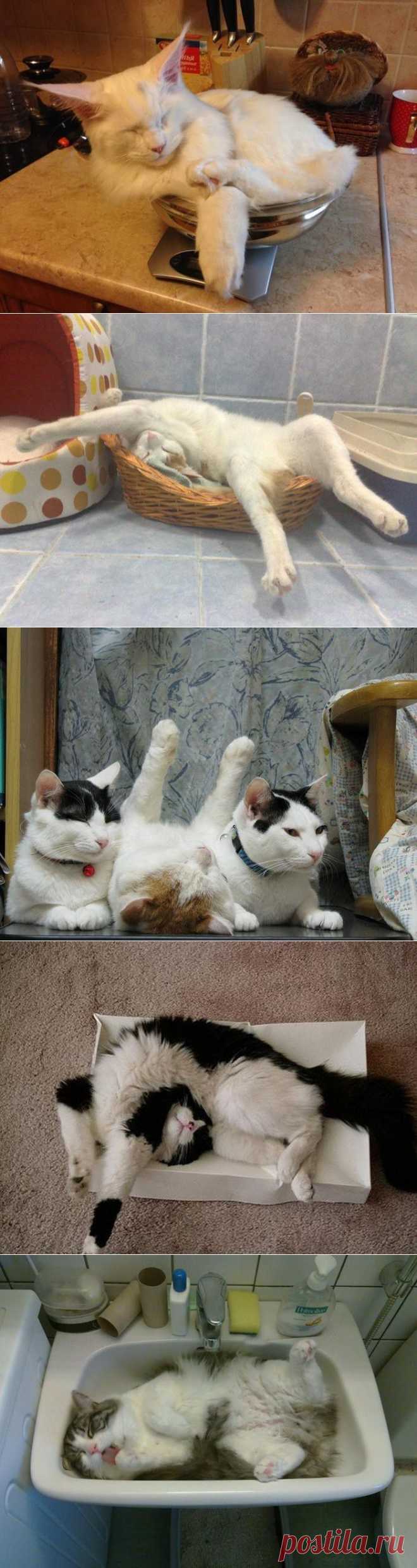 Спящие котейки