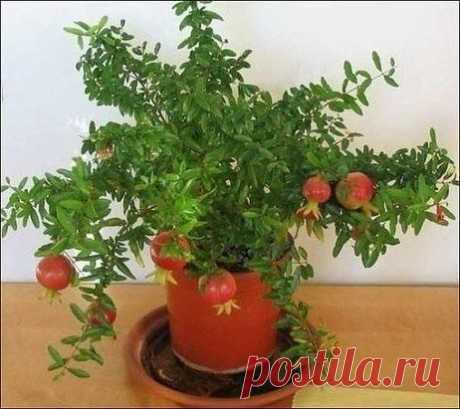 МОЙ САД |Дача, загородный дом, огород, растения