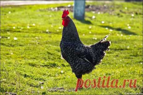 Фотопрогулки. Сельский гламур