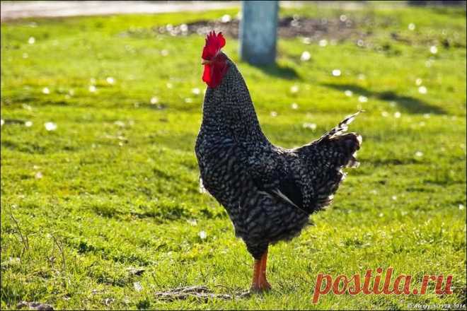 Фотопрогулки. Сельский гламур