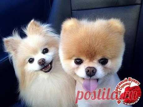 СЛАДКАЯ  ПАРОЧКА..