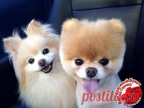 СЛАДКАЯ  ПАРОЧКА..