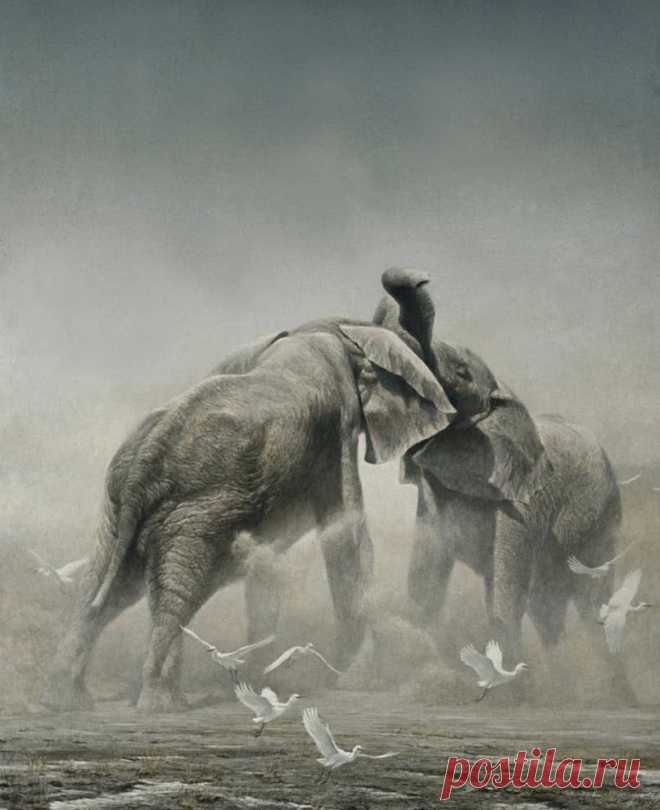 Спарринг слонов - Пробная печать с подписью художника Роберта Бейтмана - Фонд Бейтмана