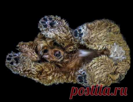 НЕОБЫЧНЫЙ ВЗГЛЯД НА СОБАК ИЛИ ИННОВАЦИОННЫЙ СПОСОБ СЪЕМКИ СОБАК;): gorlenka