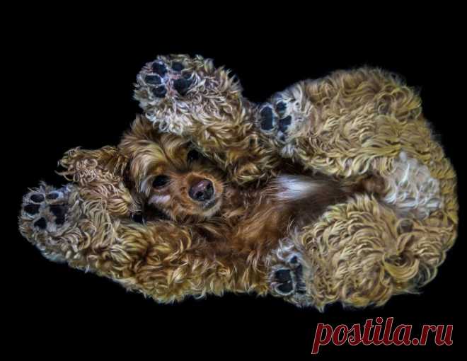 НЕОБЫЧНЫЙ ВЗГЛЯД НА СОБАК ИЛИ ИННОВАЦИОННЫЙ СПОСОБ СЪЕМКИ СОБАК;): gorlenka