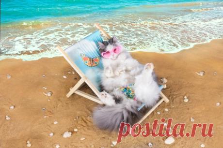 Коты летом [35 Фото]