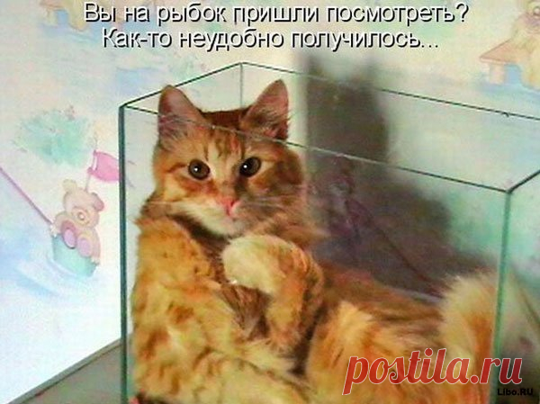 Улыбнитесь... Фотопозитив выходного дня