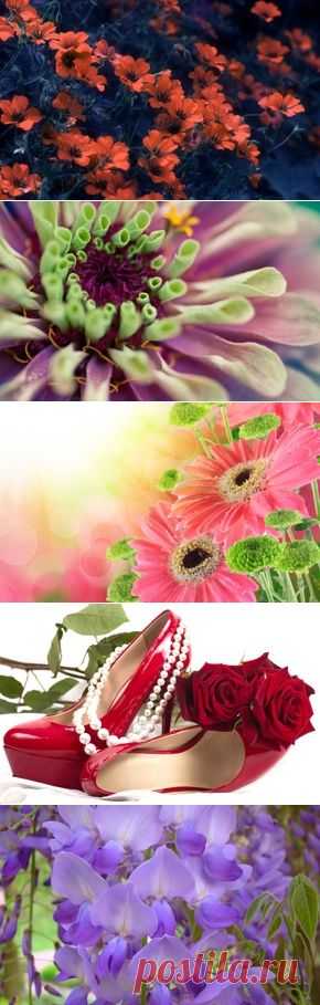 Цветы обои на рабочий стол - страница 62