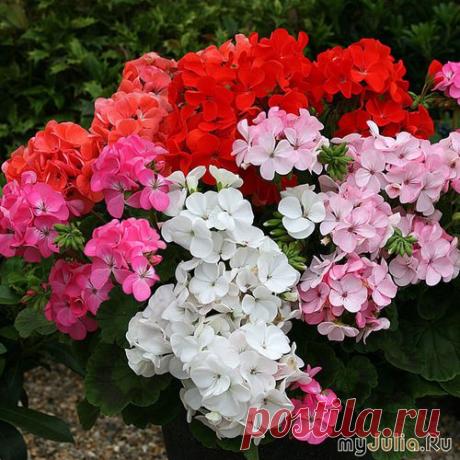 Герань-чудесница: почему она должна быть в каждом доме