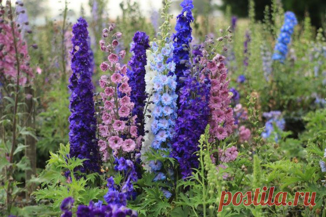 Дельфиниум (70 фото): сорта, правильный уход и выращивание Мы расскажем, какие существуют сорта дельфиниума и как за ними правильно ухаживать! Больше фото дельфиниумов - смотри в нашей галерее.