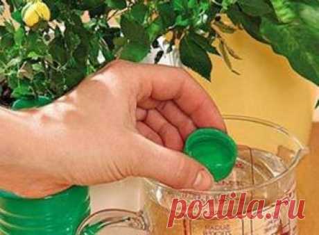 Флористы рекомендуют: 7 отличных способов - как ускорить рост комнатных цветов - Ok’ейно.plus okayno.plus