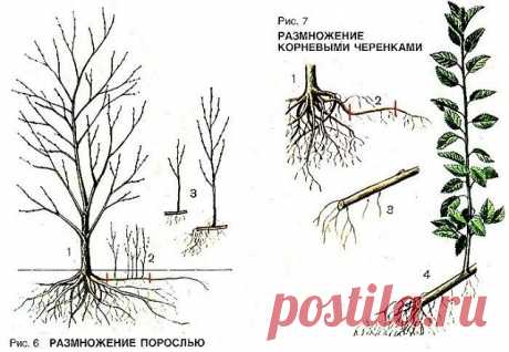Одноклассники
