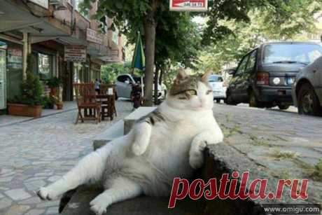 Animal in a Cool Pose
