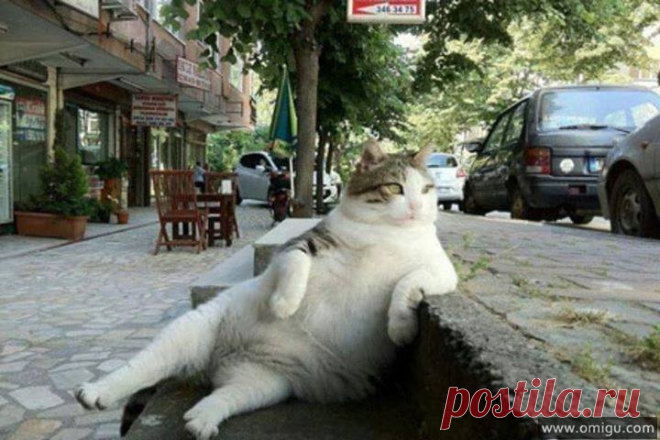 Animal in a Cool Pose