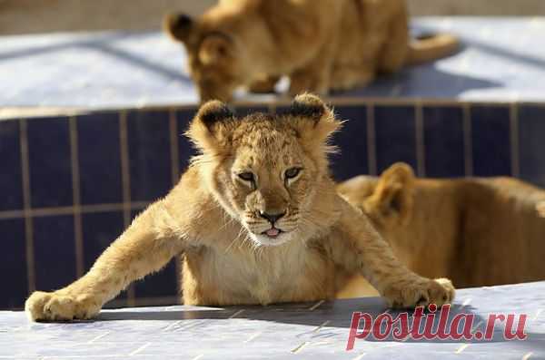 ну и кто тут главный