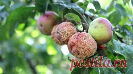 Как своевременно увидеть монилиоз на плодовых деревьях | Журнал "JK" Джей Кей Монилиоз (гниение плодов или монилиальный ожог) опасен для плодов и новых побегов различных культур (особенно яблони). Плодовая гниль на яблочном, сливовом и грушевом деревьях наносит огромный вред большей части урожая во время роста и хранения плодов. Именно по этой причине очень важно своевременно распознать данное заболевание и обработать плодовое дерево необходимыми химическими препаратами. Р...