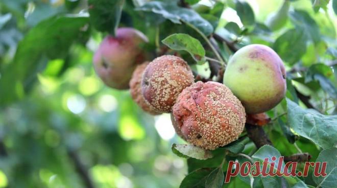 Как своевременно увидеть монилиоз на плодовых деревьях | Журнал 