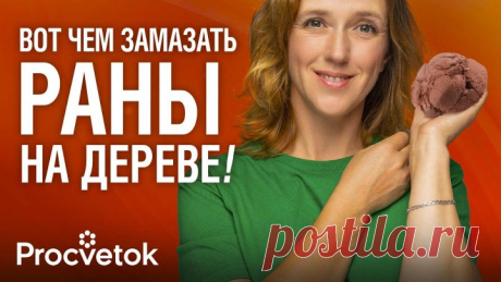 КАК ВЫЛЕЧИТЬ РАНУ НА ДЕРЕВЕ? Старинный рецепт целебной замазки от биолога